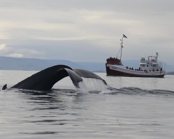 Mani and a fluke of a humpback whale