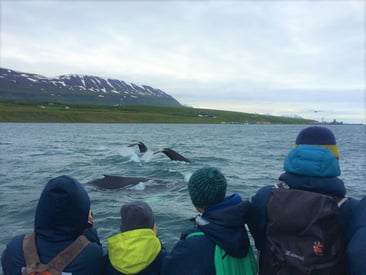 Three-Humpback-Whales-on-sight